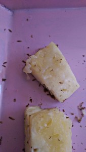 Baby flies feeding on Ananas