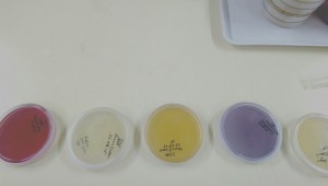 Colorful Microbial Media
