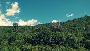 Euphorbias trees all along the way