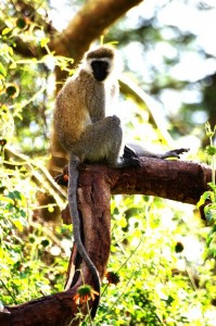 A vervet monkey thinking how to possibly steal a roasted corn and run back to his tree