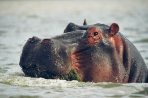 A Naivashian Hippo