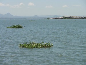  water hyacinth on the surface