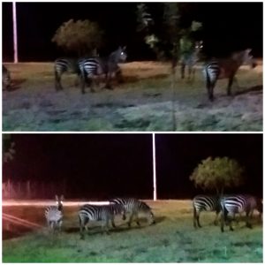 Zebras outside the airport. Karibu Kenya :-D