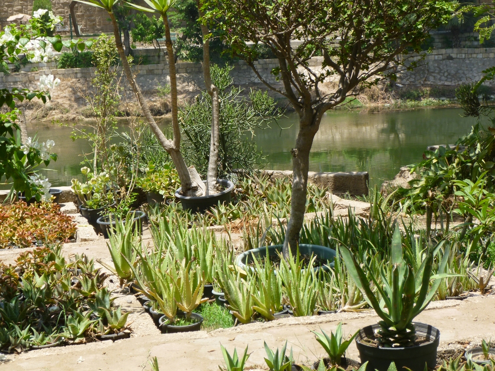Tree nursery and boat terminal by the Nile Promenade. Photo: Irit Eguavoen